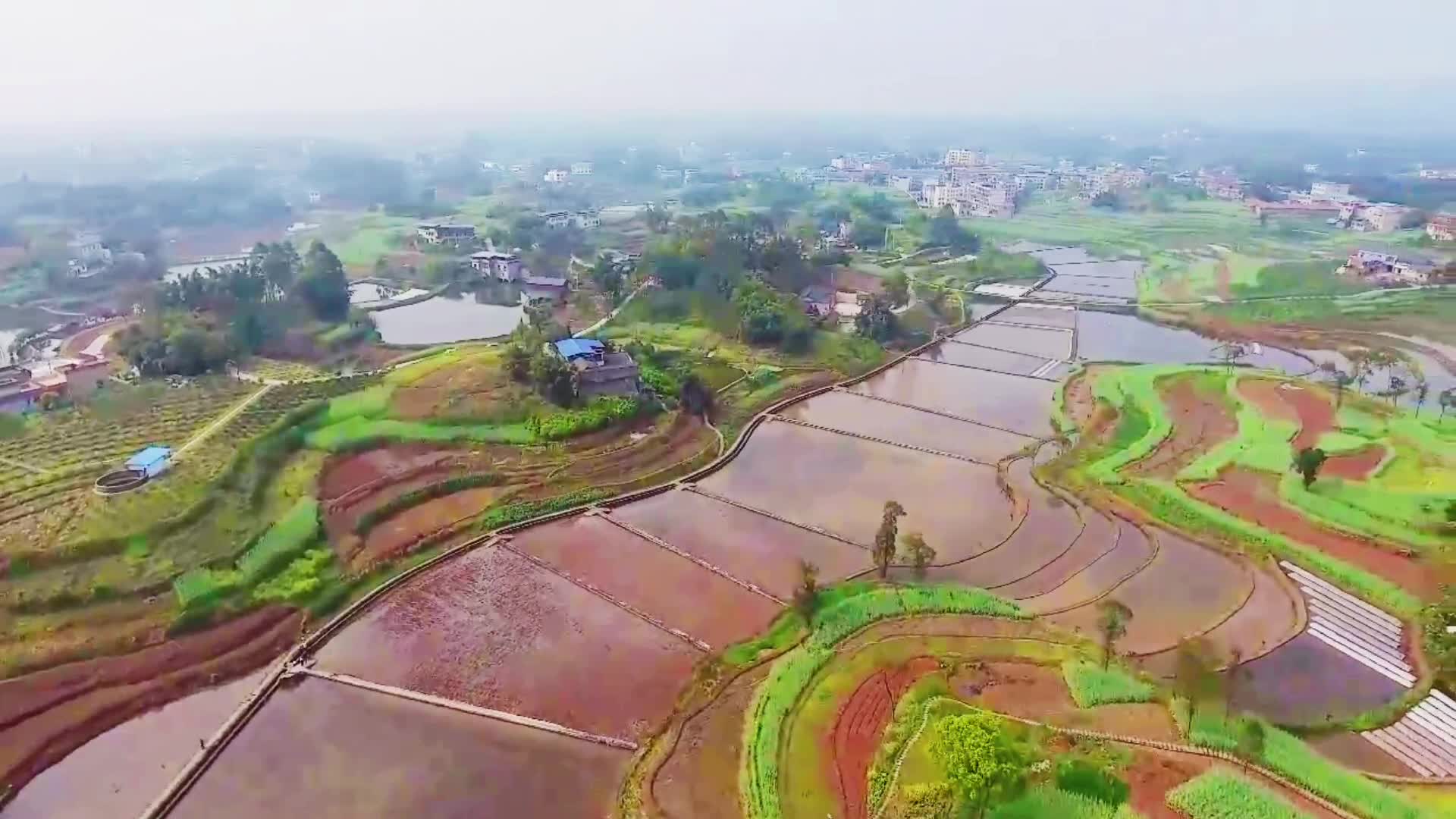 图片新闻富顺县童寺镇千亩荷田美了乡村富了村民